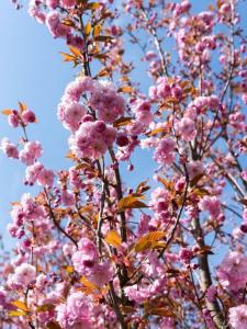 Prunus serrulata Kanzan Flowering Cherry tree with pink flowers