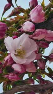 Prunus Serrulata Shirofugen Japanese Flowering Cherry