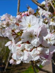 Prunus serrulata Sunset Boulevard Japanese Cherry tree with pink flowers