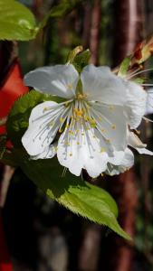 Hardy deciduous tree that produces white spring flowers followed by dark purple sloe berries. Its dense thorns make it ideal for hedging and wildlife protection.