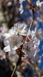 Prunus Spire Cherry Spire Ornamental Cherry Trees