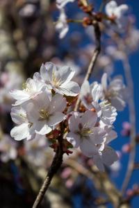 Columnar variety with delicate white blossoms that bloom in spring. Its upright growth makes it ideal for smaller spaces or as a feature tree in contemporary gardens.