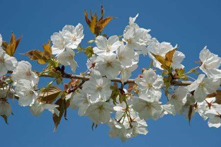 Prunus Tai Haku Great White Cherry Japanese Cherry Tree