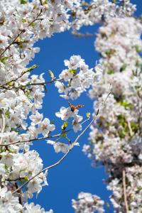 Prunus Yedoensis Yoshino Cherry is a stunning deciduous tree that boasts delicate pink flowers in early spring, creating a striking display. Its graceful form and seasonal beauty make it ideal for parks and gardens.