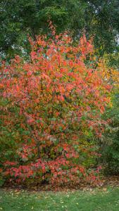 Pseudocydonia Sinensis or Chinese Quince, decorative bark and foliage, pink fragrant flowers and amazing quince fruits make this a must have tree - buy UK.