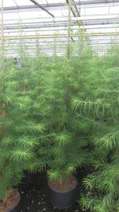 Pseudolarix Amabilis or Chinese Golden Larch is actually a decidous conifer, needs full sun and room to grow, a lovely specimen tree with interesting needle foliage. Buy online UK delivery.