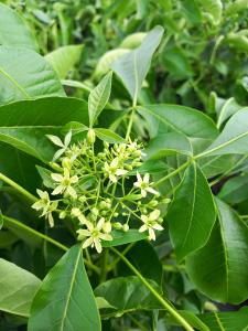 Ptelea Trifoliata Common Hoptree is a hardy deciduous shrub with aromatic leaves greenish-yellow flowers and decorative seed pods adding interest year-round