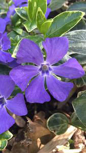 Vinca Major Greater Periwinkle, blue and purple flowering ground cover plants for sale online with UK delivery.