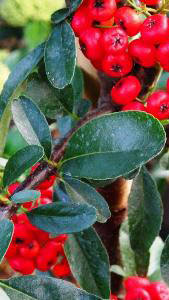 Pyracantha Angustifolia or Narrow Leaf Firethorn for Sale UK