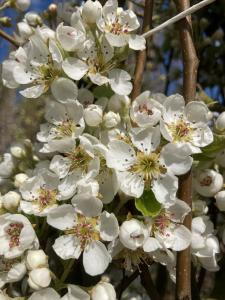 The Pear Tree Williams Bon Chrétien, also known as Bartlett, is a classic fruit tree producing large, juicy, sweet pears with a smooth texture and a rich, aromatic flavor.