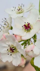 Compact ornamental pear tree with a symmetrical, upright form. Featuring stunning white spring flowers and vibrant red foliage in autumn.