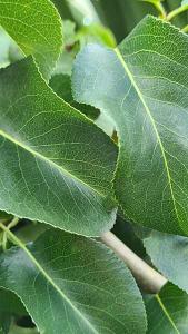 Pyrus Communis Beech Hill Pear, narrowly conical fruiting pear