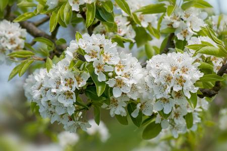 Spring blossom of Pyrus Communis Doyenne du Comice pear trees, buy online UK