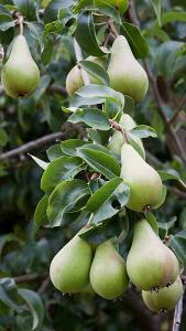 Pyrus Communis Maagdenpeer, Maagden Pear, a medium-sized juice-rich eating pear.