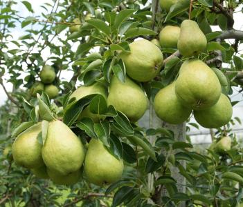 Pyrus Communis Williams Bon Chretien, trained as a full Standard Shaped Pear Tree, laden with fruits, buy online UK