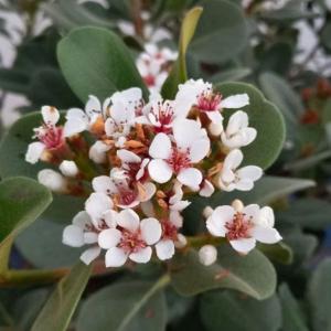 Rhaphiolepis umbellata Ovata Yeddo Hawthorn evergreen shrub with white flowers