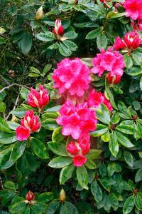 Rhododendron Anna Rose Whitney, evergreen flowering shrub for sale UK