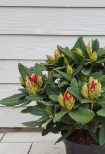 Compact evergreen shrub known for its vibrant purple flowers and glossy dark green leaves. It blooms in mid to late spring. Adding a pop of colour to any garden