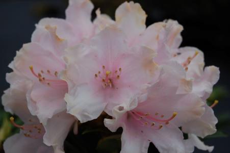 Compact evergreen shrub with bright pink flowers and glossy dark green leaves. It blooms profusely in spring. Creating a stunning display in any garden.