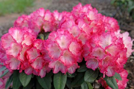 Rhododendron Fantastica Yak Hybrid Pink Flowering Evergreen shrub, buy online UK 