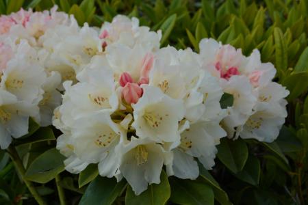 Compact evergreen shrub featuring creamy yellow flowers with a pink flush. Blooming in late spring. Ideal for small gardens or mixed borders.