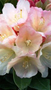 Rhododendron Golden Torch, a Yakushimanum hybrid