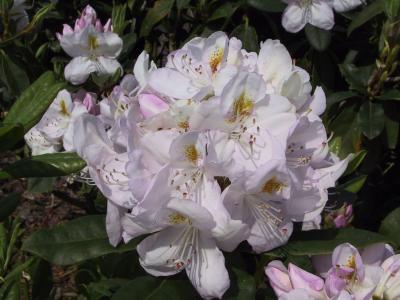 Hardy evergreen shrub showcasing pale lavender buds that open to white flowers with a yellow flare, blooming in late spring. Perfect for borders and woodland gardens.