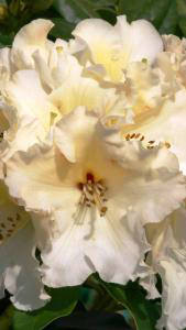 Rhododendron Horizon Monarch, beautiful Rhododendron hybrid with pale yellow flowers buy online UK