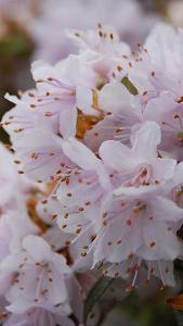 Rhododendron Impeditum Dwarf Purple Rhododendron for Sale