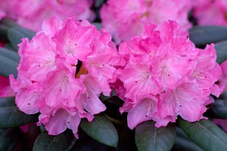 Rhododendron Kalinka Yak Hybrid, beautiful pink flowers in early summer, buy online UK delivery