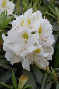 Classic evergreen shrub featuring pure white flowers with striking yellow green markings. Perfect for creating a timeless elegant display in gardens or borders.