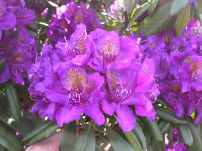 Robust evergreen shrub with elegant purple blooms accented by a darker throat. Perfect for adding a regal touch to any garden.