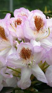 Rhododendron Mrs TH Lowinsky