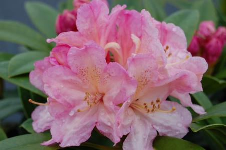 Compact evergreen shrub featuring vibrant pink flowers that bloom in spring. Adding a splash of colour to any garden.