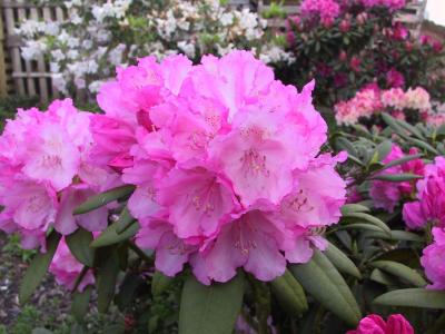 Producing vibrant pink flowers with soft blush tones in mid to late spring. This hardy evergreen shrub is ideal for smaller gardens or borders.