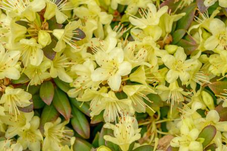 Rhododendron Princess Anne Dwarf Hybrid for Sale Online UK