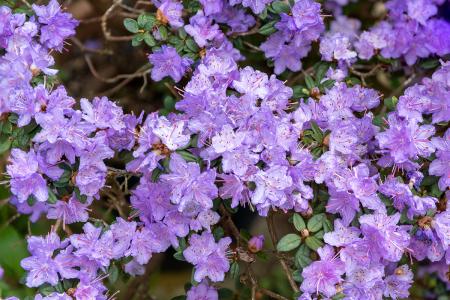 Rhododendron Ramapo Dwarf Low-Growing Variety, purple violet flowers in early summer, buy online UK