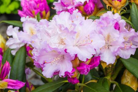 Rhododendron Yakushimanum Silberwolke Silver Cloud, flowering in early summer, for sale online UK