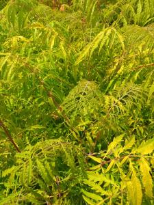 Rhus Tiger Eyes deciduous shrub with bright yellow leaves and red stems