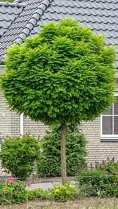 Robinia Pseudoacacia Umbraculifera trees, globular shaped Robinia trees, part of our deciduous trees collection, buy online UK delivery.