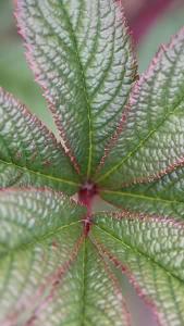 Rodgersia Bronze Peacock for Sale Online delivered to UK and Ireland