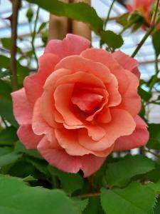 Rosa Alibaba Climbing Rose is a vibrant climbing rose with clusters of deep pink blooms and a light fragrance perfect for covering trellises and walls