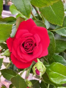 Rosa Amadeus climbing rose with red flowers