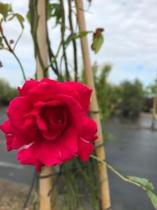 Rose Blaze Superior Climbing Rose is a vigorous climber with rich red blooms that cover the plant throughout summer, offering a bold and vibrant display.