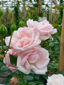 Rosa New Dawn climbing rose with pale pink flowers