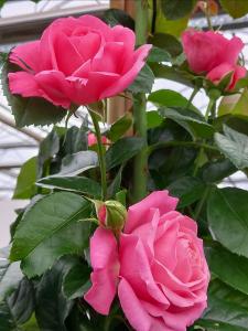 Rosa Rosanna climbing rose with pink flowers