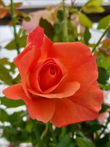 Rosa Westerland Korwest climbing rose with orange flowers