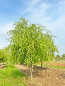 The Weeping Willow Tree is a striking deciduous tree featuring arching branches and delicate green leaves, ideal for adding elegance near water features or open landscapes