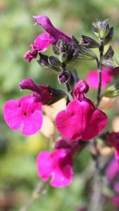 Salvia Microphylla Porthos Baby Sage Red Flowering Hybrid