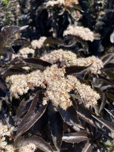 Sambucus Black Tower Elderberry upright shrub with purple foliage and pink flowers